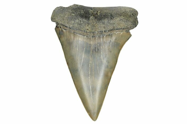 Fossil Broad-Toothed Mako Tooth - South Carolina #172056
